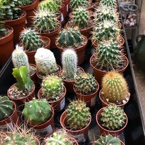 Meet your Posher, Piper